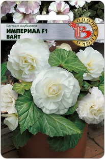 ������� ��������� �������� F1 ����