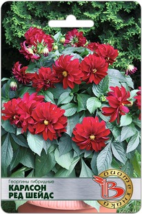 �������� ��������� ������� ��� �����