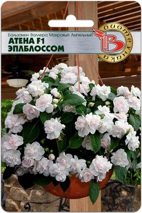 ��������� ������� �������� ��������� ����� F1 ����������