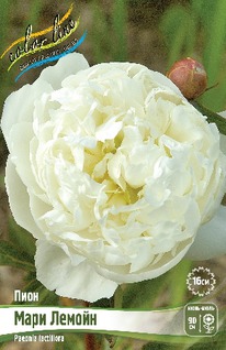 ���� ���� ������ 2/3n