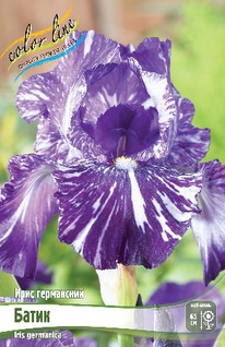 ���� ���������� �����