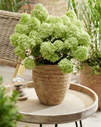 ��������� ����������� ����� �����