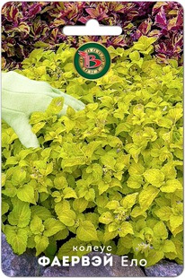 ������ ������� ���