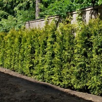 ��� �������� ������� �����