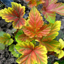 ������������� ����� ������