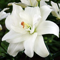 ����� �������� ����