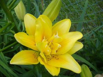 ����� ���� �������