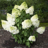 ��������� �������� �������