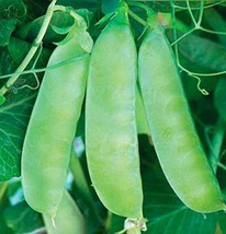 ������ ���� ����� �������