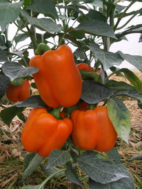 ������ ����� ����� ����� F1: 5 ��. Seminis