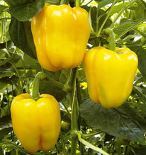 ������ ����� �������� ����� F1: 5�� Enza Zaden