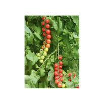 ������ ������ ����� ������ F1 : 5�� Gavrish