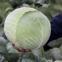 ������ ������� ������������ ������� F1 : 20��. Rijk Zwaan