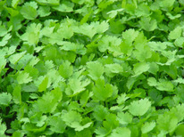 ������ ��������� ������ : 2�� Bejo