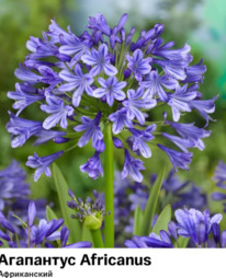 ��������� Africanus (�����������)  58002