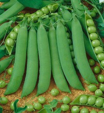 ������������� ���� ������� ����� �������